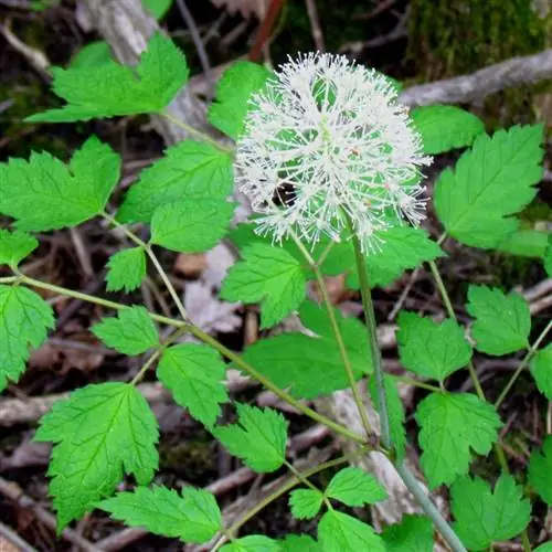 Цветки Actaea pachypoda