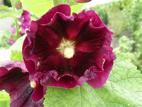 Alcea или королевская мальва