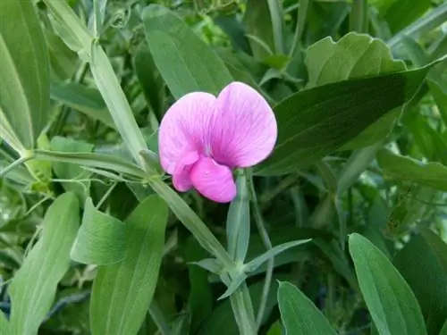 Lathyrus odoratus Lathyrus odoratus