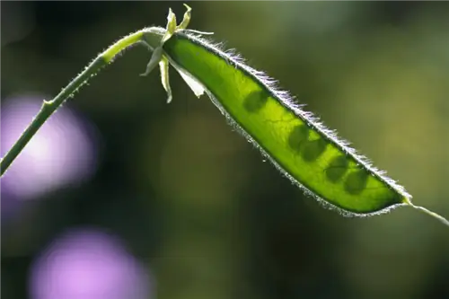 Плоды Lathyrus odoratus Плоды Lathyrus odoratus