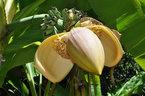 Musa Helen's Hybrid, самое морозостойкое съедобное банановое дерево