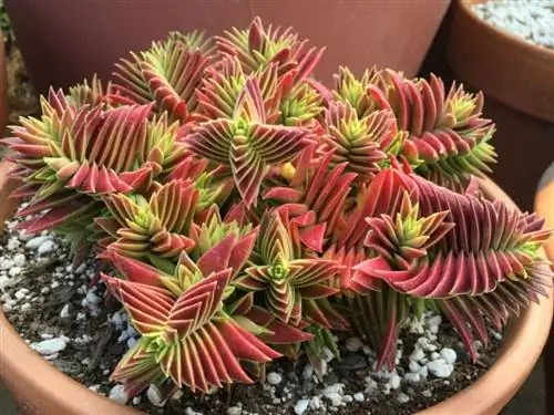 Crassula capitella, суккулент, привлекающий деньги