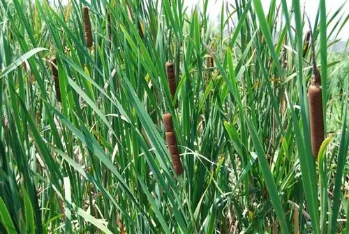Typha latifolia или рогоз