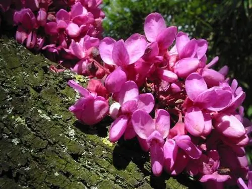 Cercis siliquastrum