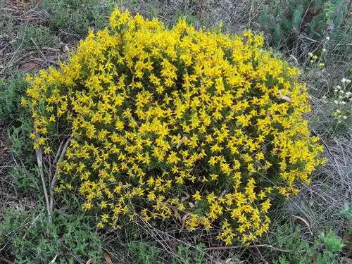 Genista, из поля в твой дом