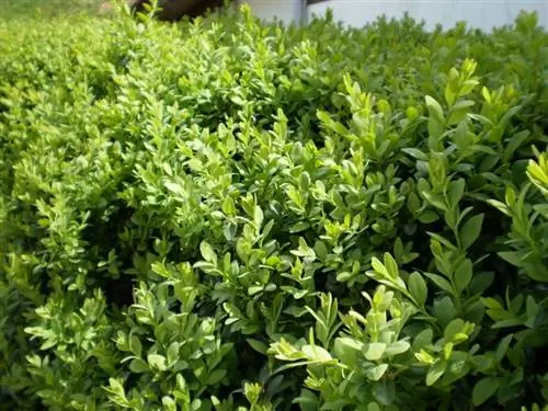 Buxus sempervirens с множеством новых листьев