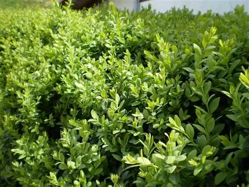 Buxus sempervirens, самшит обыкновенный в садах и патио