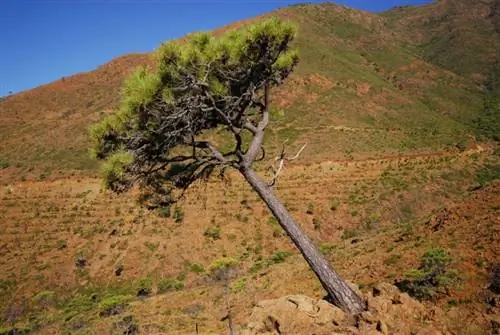Pinus pinaster в Сьерра-Бермеха