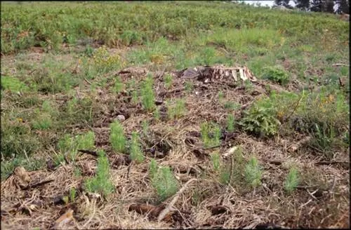 Молодой Pinus pinaster