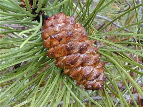 Pinus pinaster, Сосна приморского сада