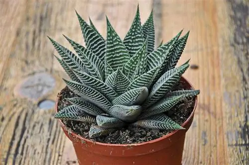 Haworthia limifolia, суккулент, который не может отсутствовать в вашей коллекции
