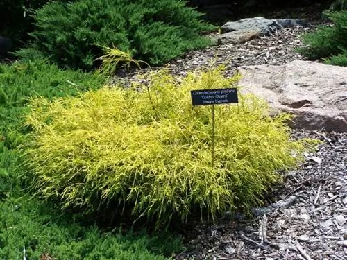 Chamaecyparis pisifera 'Golden Charm' Chamaecyparis pisifera 'Golden Charm'