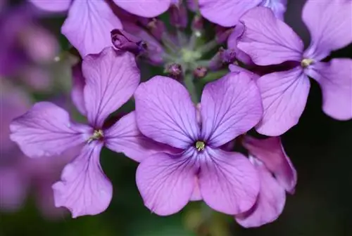 Какой уход нужен Lunaria annua или Silver Plant?