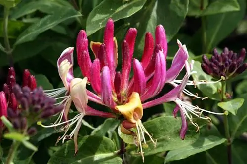 Lonicera каприфолиум Lonicera каприфолиум