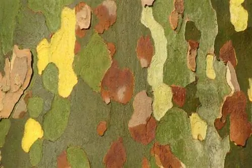 Ствол Platanus x hispanica