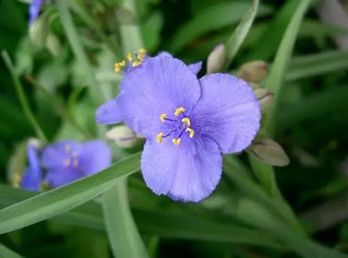 tradescantia_ohiensis tradescantia_ohiensis