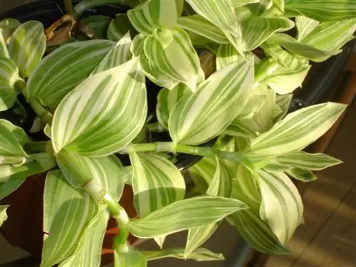 Традесканция белая 'Fluminensis' Традесканция белая 'Fluminensis'