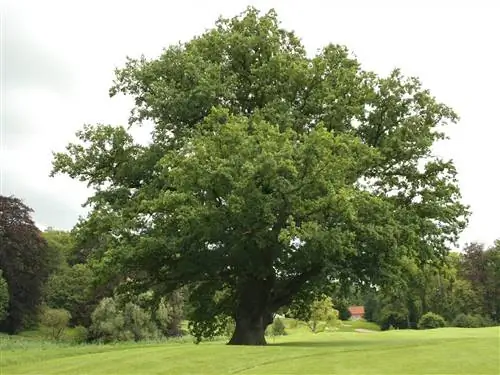 Quercus robur, дуб чарло