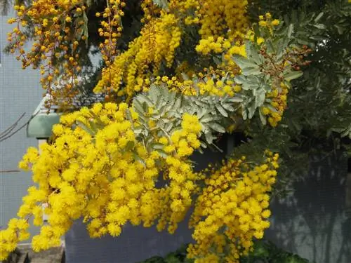 Acacia baileyana, самая нарядная акация