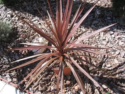 Cordyline australis, растение для очень неприхотливых садов