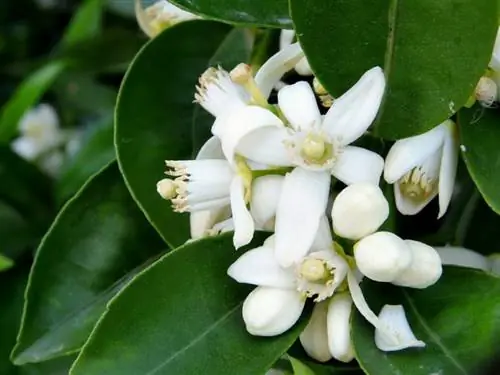 цветы апельсина