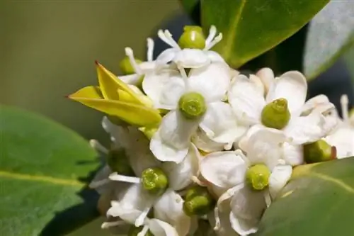 Холли цветы