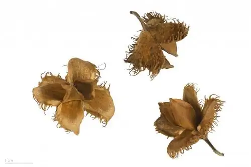 Семена лесного фагуса