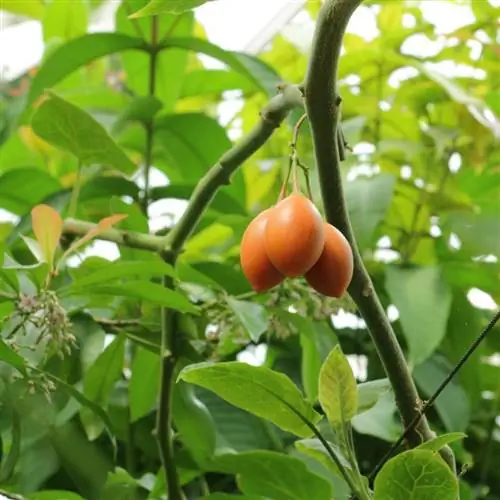 Solanum betaceum