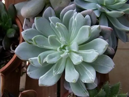 Пахиверия Шайдекери