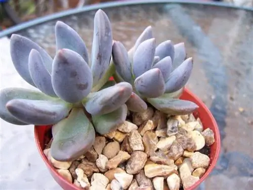 Пахиверия голубой туман