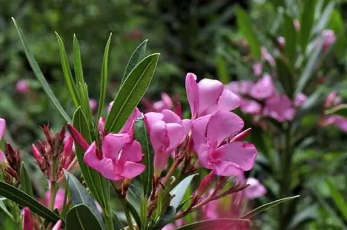 Олеандр, ядовитый кустарник