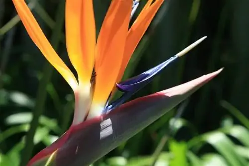 Strelitzia juncea, другая райская птица