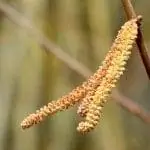 Мужские цветки лещины