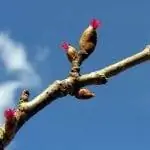 женские цветки лещины