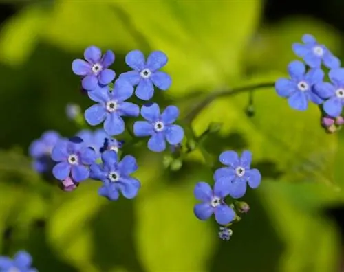 Бруннера макрофилла