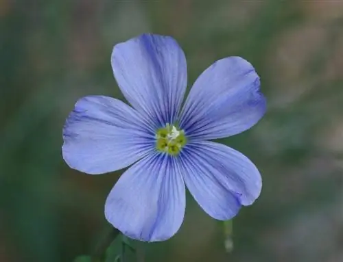 Linum perenne lwissi 'Appar'