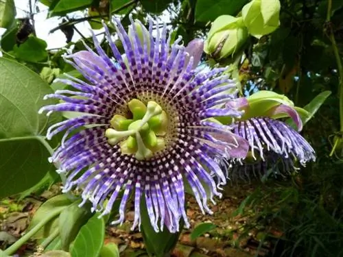 Пассифлора лигуларис