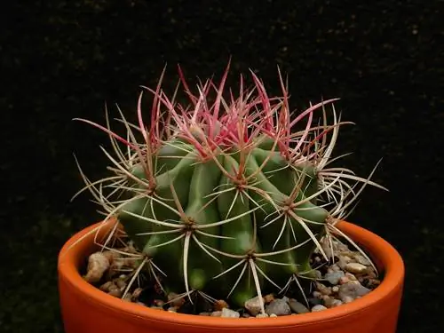 Ferocactus Stainesii или Бочка Бизнага, кактус с красными шипами