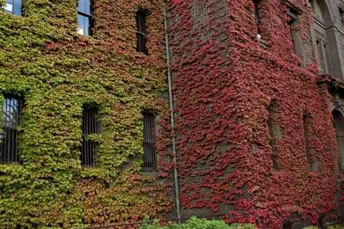 девственная лоза