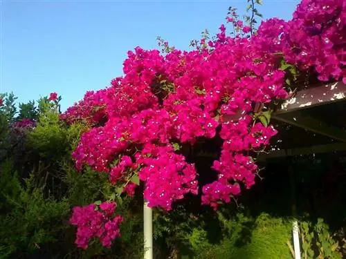 бугенвиллия