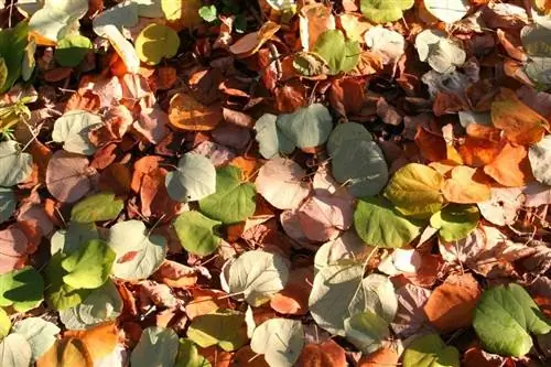 Листья на земле Cercidiphyllum japonicum