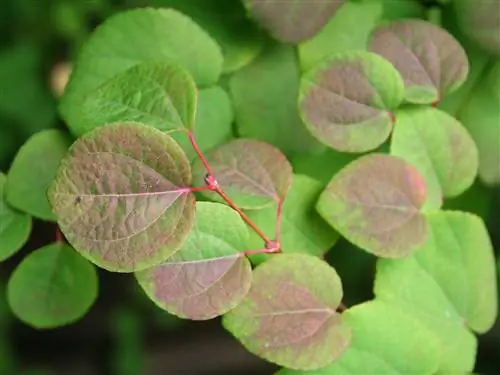 Уход за Cercidiphyllum japonicum или деревом Кацура