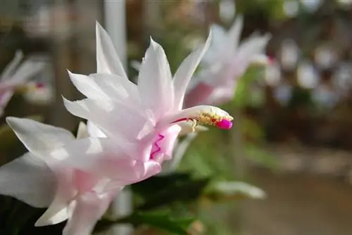 Шлюмбергера