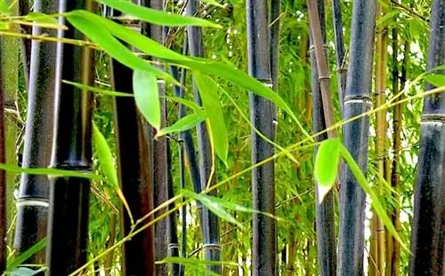 Филлосахис Нигра Мунро