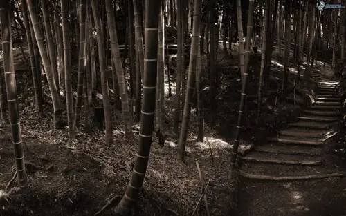 черный бамбук