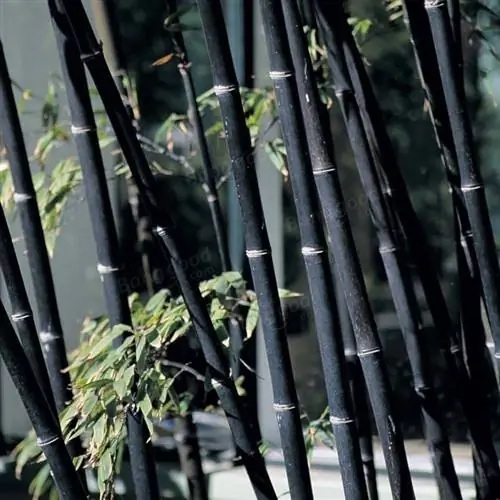 Экзотический черный бамбук