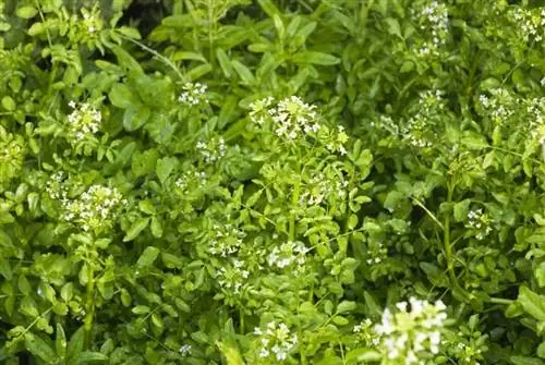 Настурция лекарственная