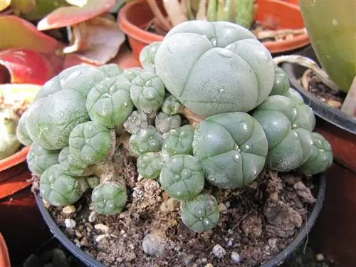 группа пейотов