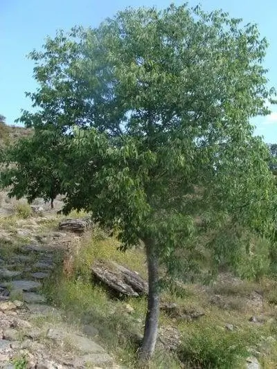 кельтис австралис