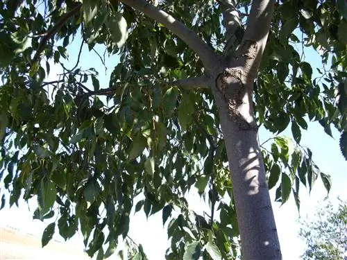 Hackberry, уличное дерево